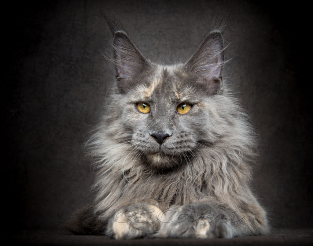 Sassy Koonz Specializes in European Maine Coons