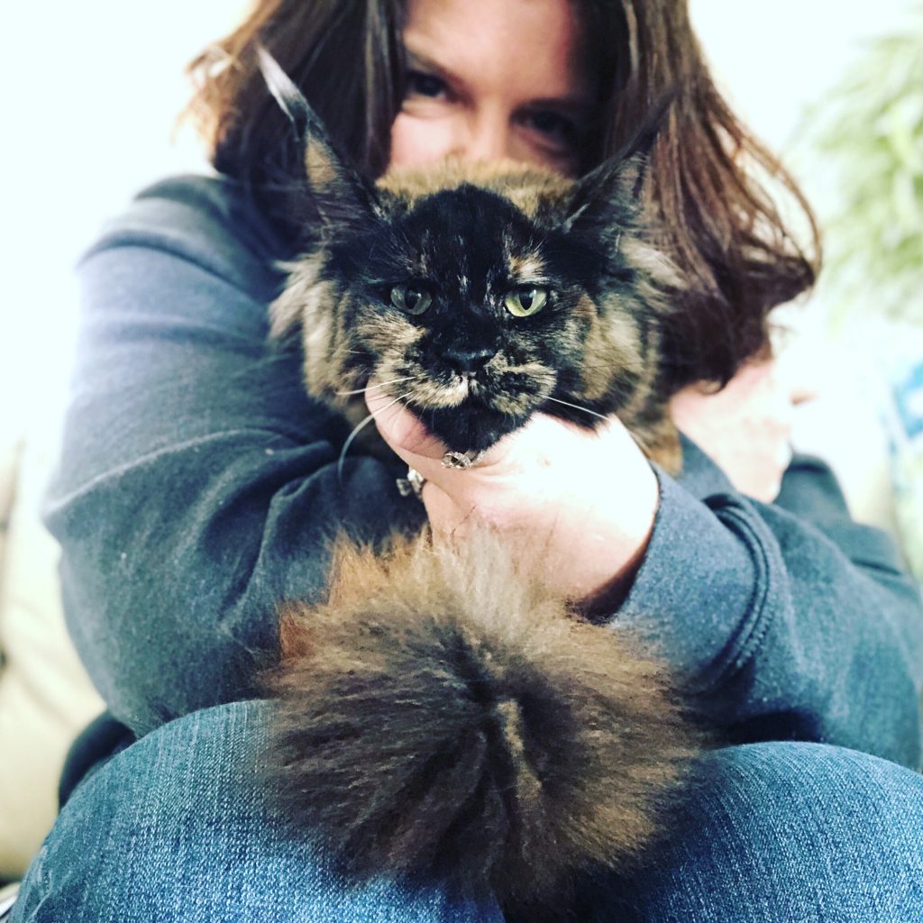 Black Maine Coon Kittens for Sale ⋆ Sassy Koonz Maine Coon Cattery black maine coon kittens for sale ursula catsvil county