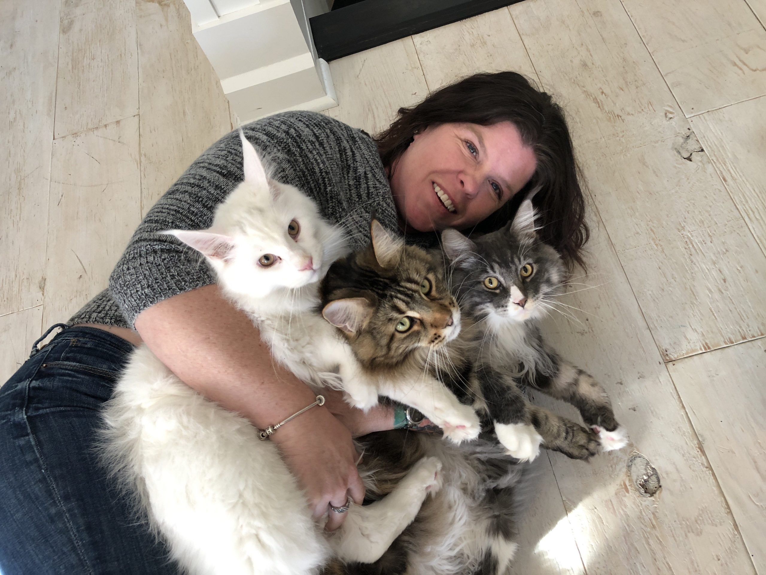 Maine Coon Breeder Why I Decided to One