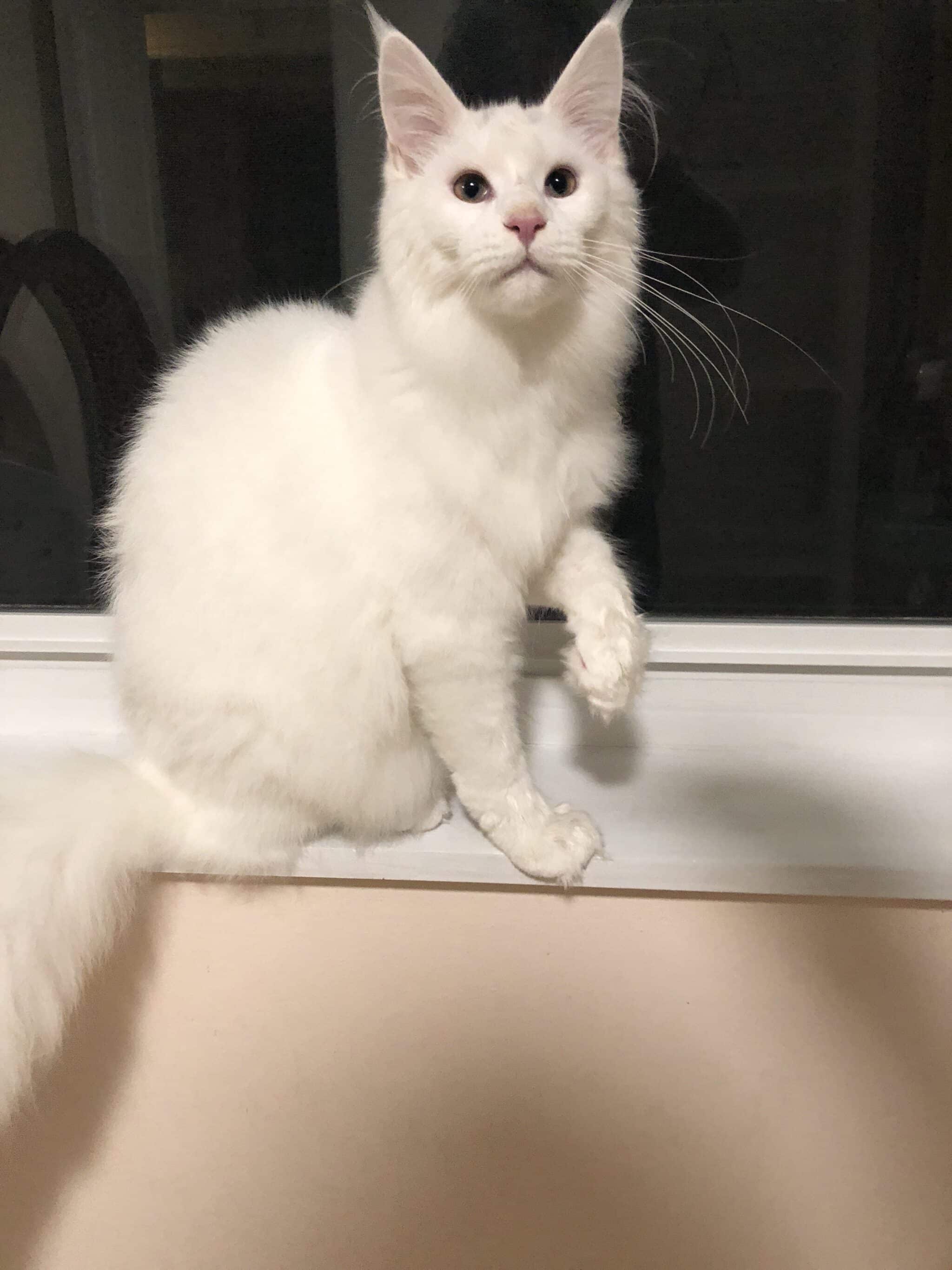 Omega- White Maine Coon ⋆ Sassy Koonz Maine Coon Cattery Omega-at-CFA-catshow