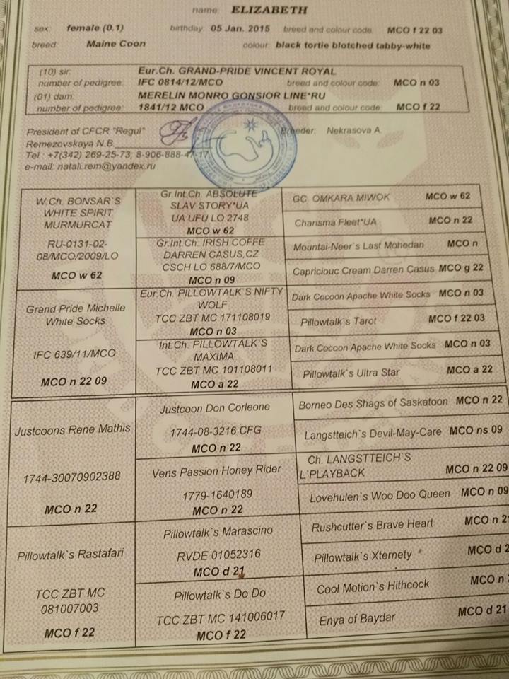 26995068_1094128720740920_718510581_n ⋆ Sassy Koonz Maine Coon Cattery european maine coons