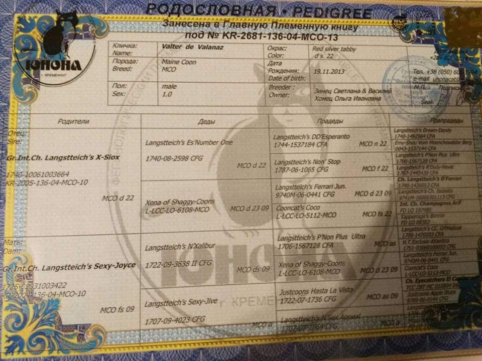 26996892_1094128717407587_1639523000_n ⋆ Sassy Koonz Maine Coon Cattery european maine coon