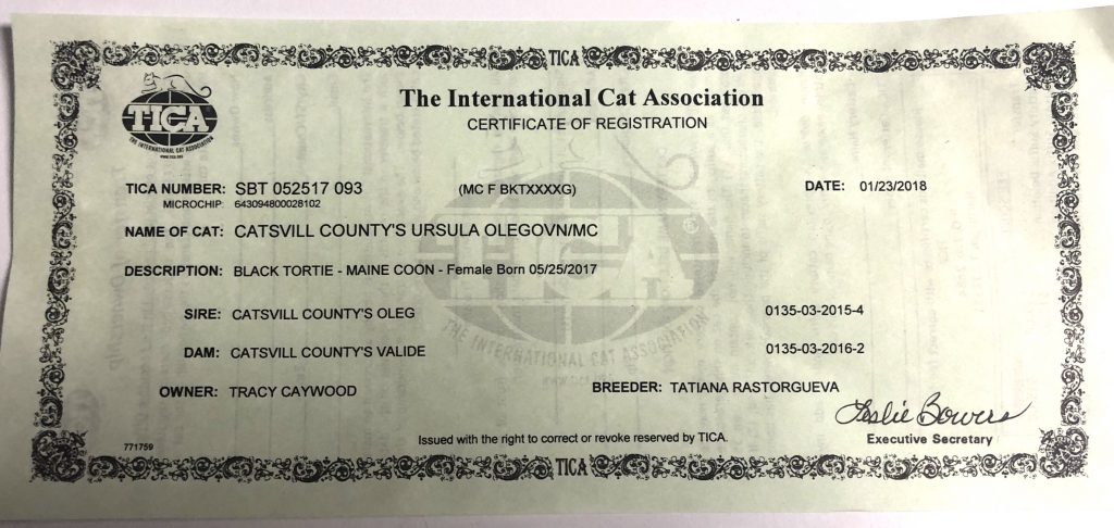 maine coon breeders