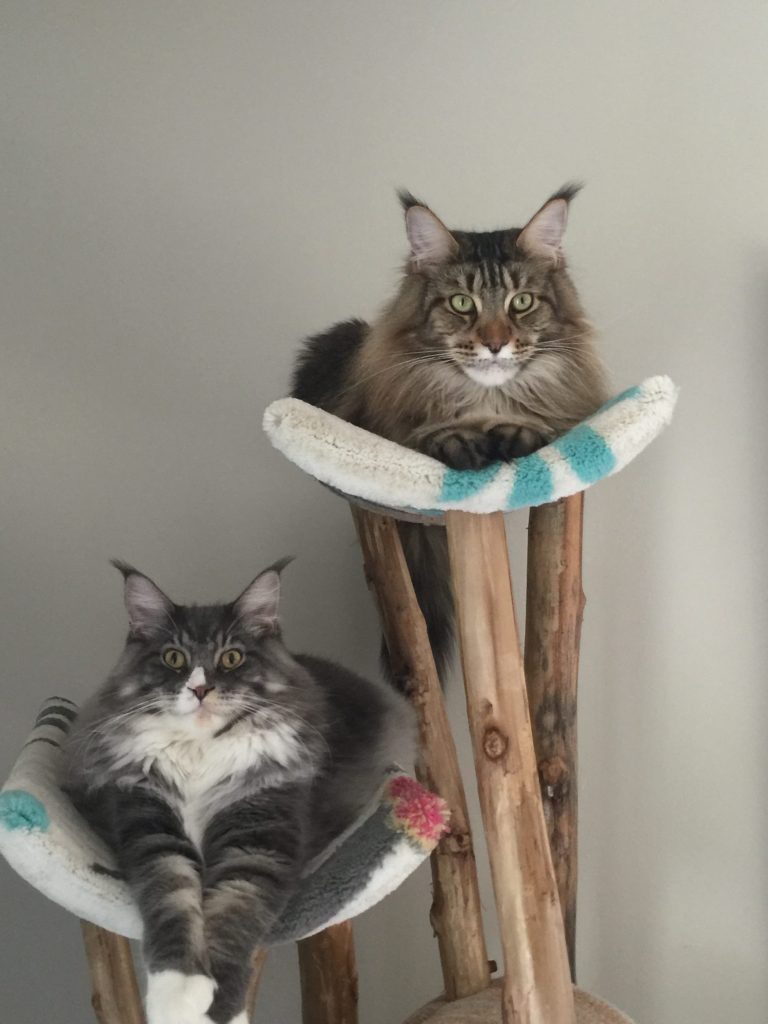 Giant Maine Coon for Sale Biggie and Finlay ⋆ Sassy Koonz Maine Coon Cattery two large maine coons sitting on a cat tree