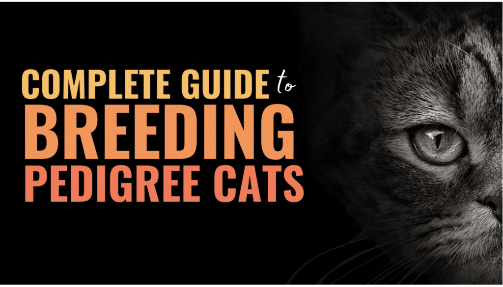 how to breed cats