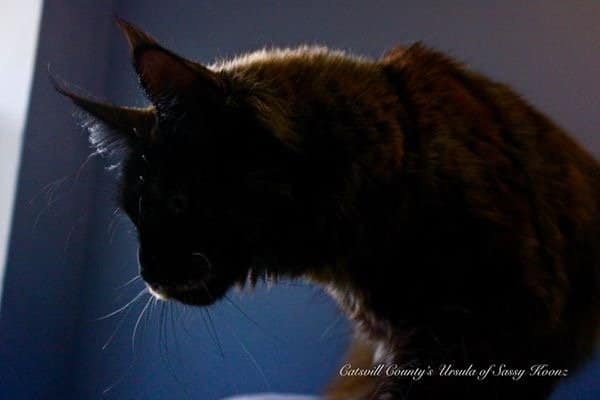 Maine Coon Cat for Sale ⋆ Sassy Koonz Maine Coon Cattery maine coon cat for sale