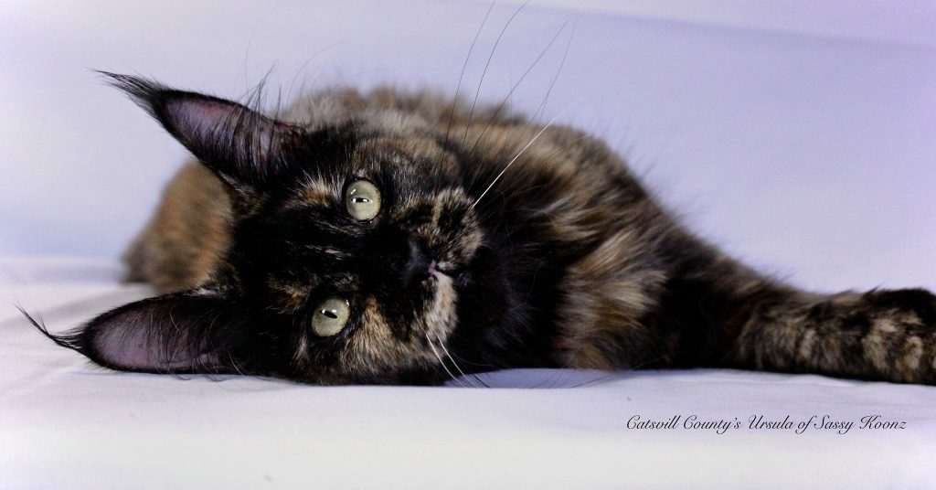 Russian Maine Coon Catsvill County Ursula ⋆ Sassy Koonz Maine Coon Cattery Russian Maine Coon Catsvill County Ursula
