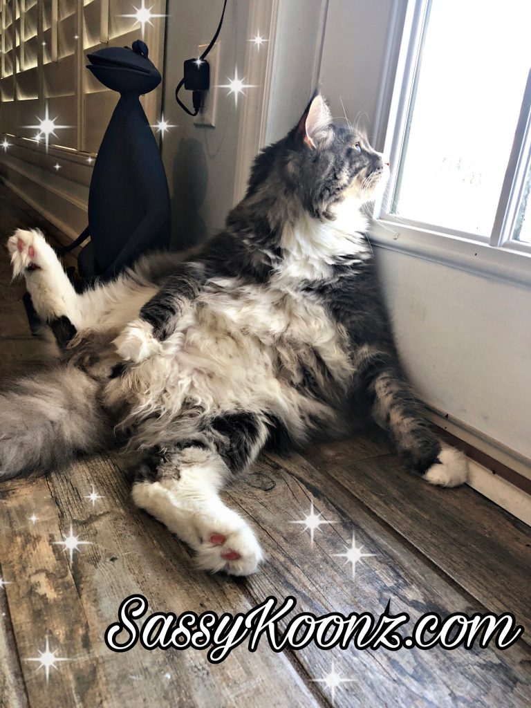 Do Maine Coons make good pets