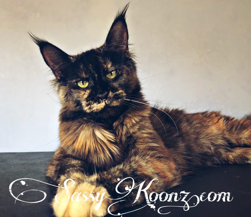 female maine coon