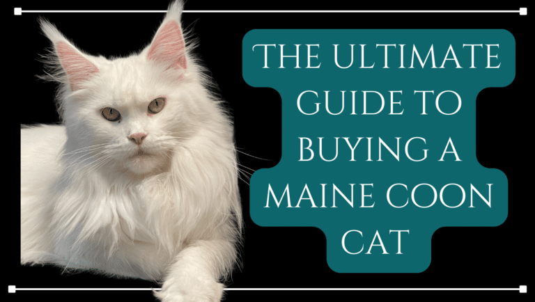 ultimate guide to buying a maine coon cat featured image