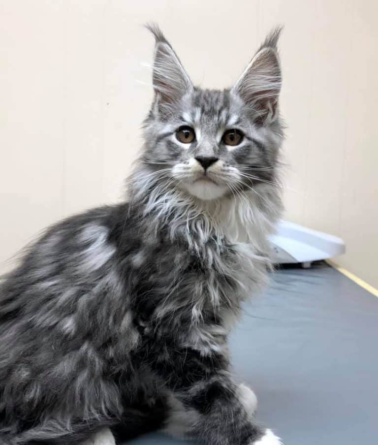 black silver tabby white maine coon