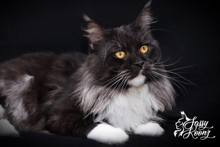 Black smoke Maine coon male stud illuminati