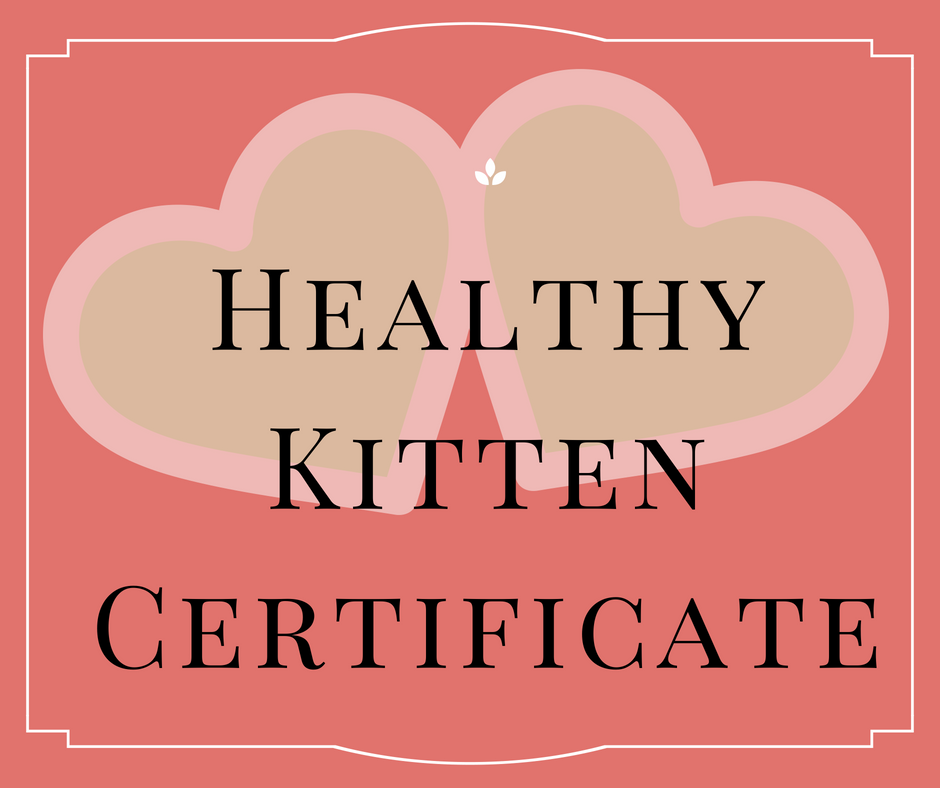 healthy-maine-coon-kittens-florida