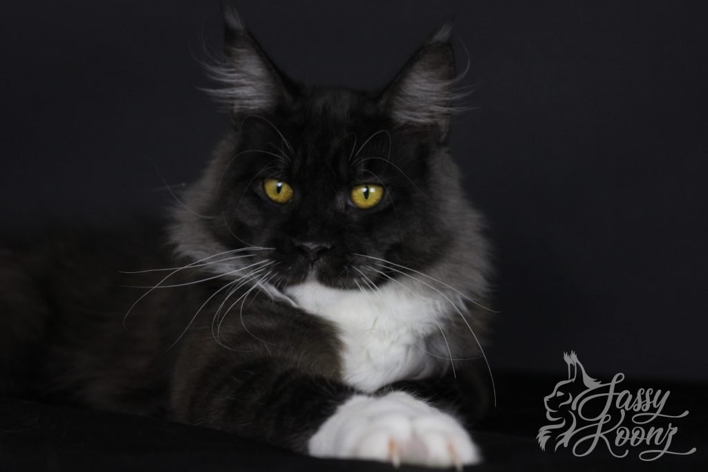 Illuminati of Sassy Koonz - Giant Maine Coon Cat ⋆ Sassy Koonz Maine Coon Cattery black smoke maine coon for sale