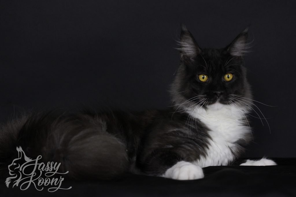 black smoke maine coon