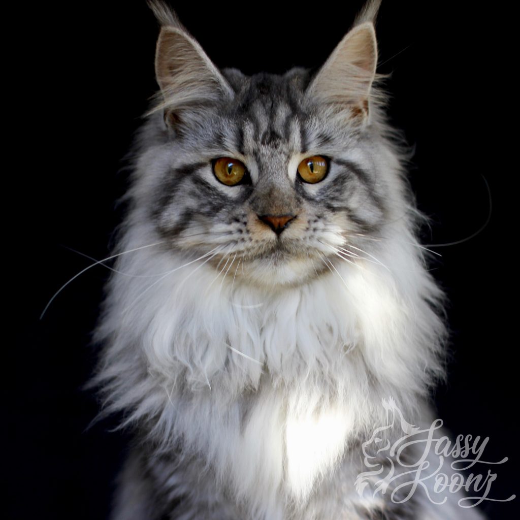 Big Hannibals Tiffany ⋆ Sassy Koonz Maine Coon Cattery european maine coon