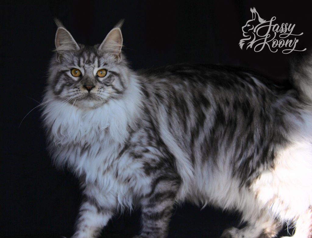 Tiffany ⋆ Sassy Koonz Maine Coon Cattery Black Silver Mackeral Maine Coon