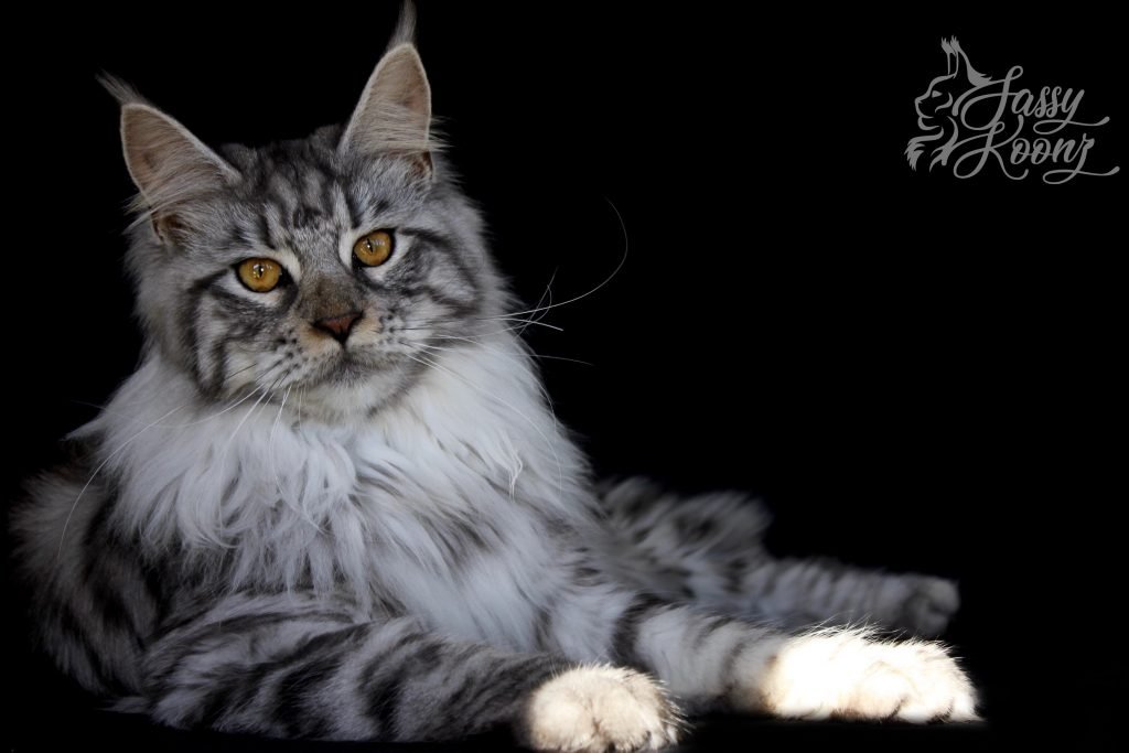 Maine Coon Florida