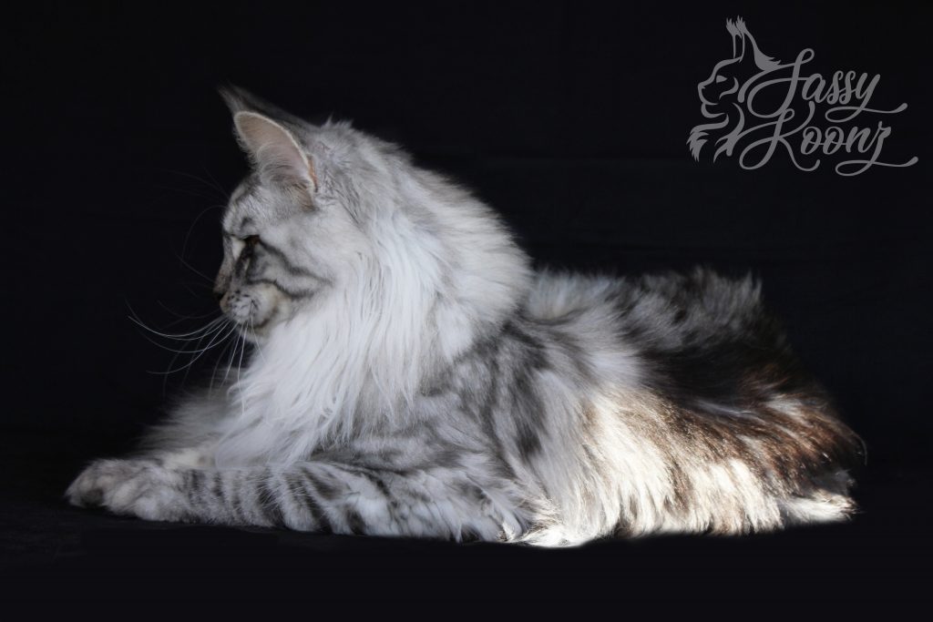 Tiffany of Sassy koonz ⋆ Sassy Koonz Maine Coon Cattery Silver Maine Coon