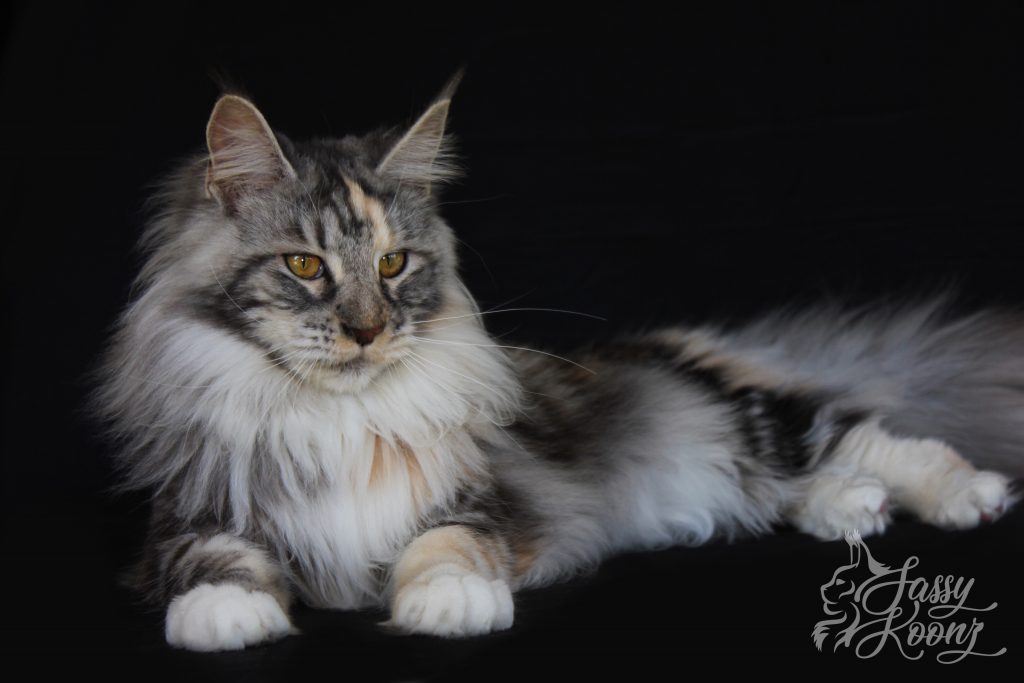 pretty maine Coon Cat