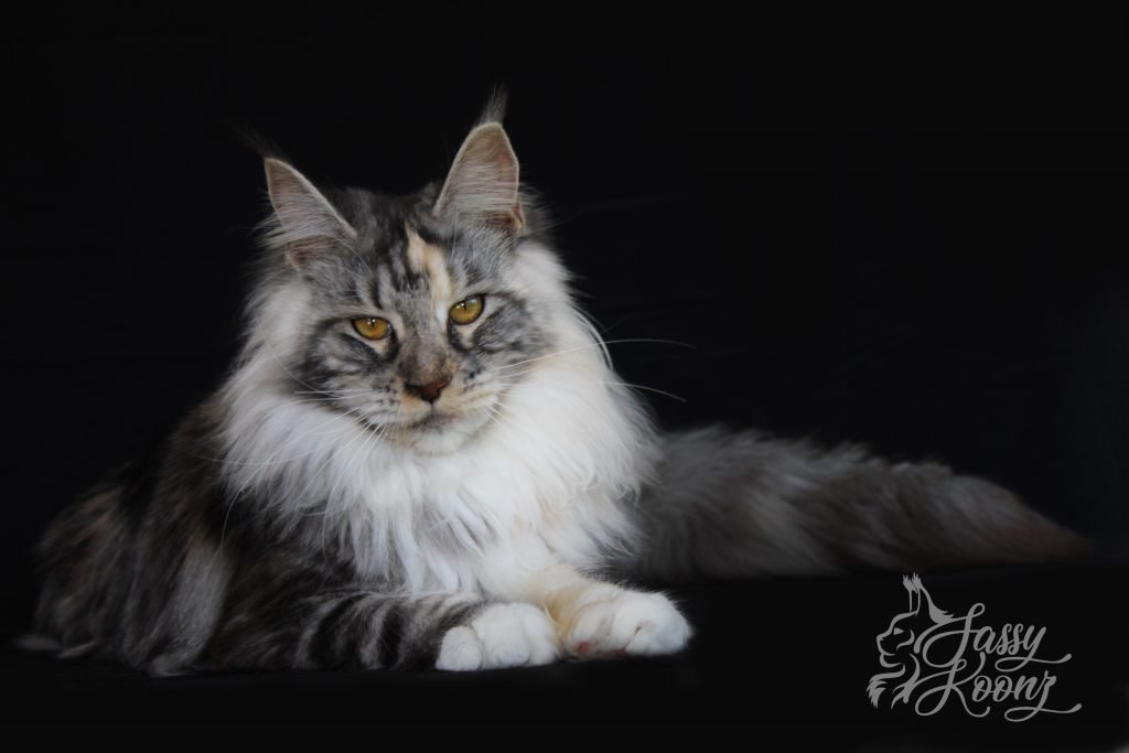 black silver torbie Maine Coon