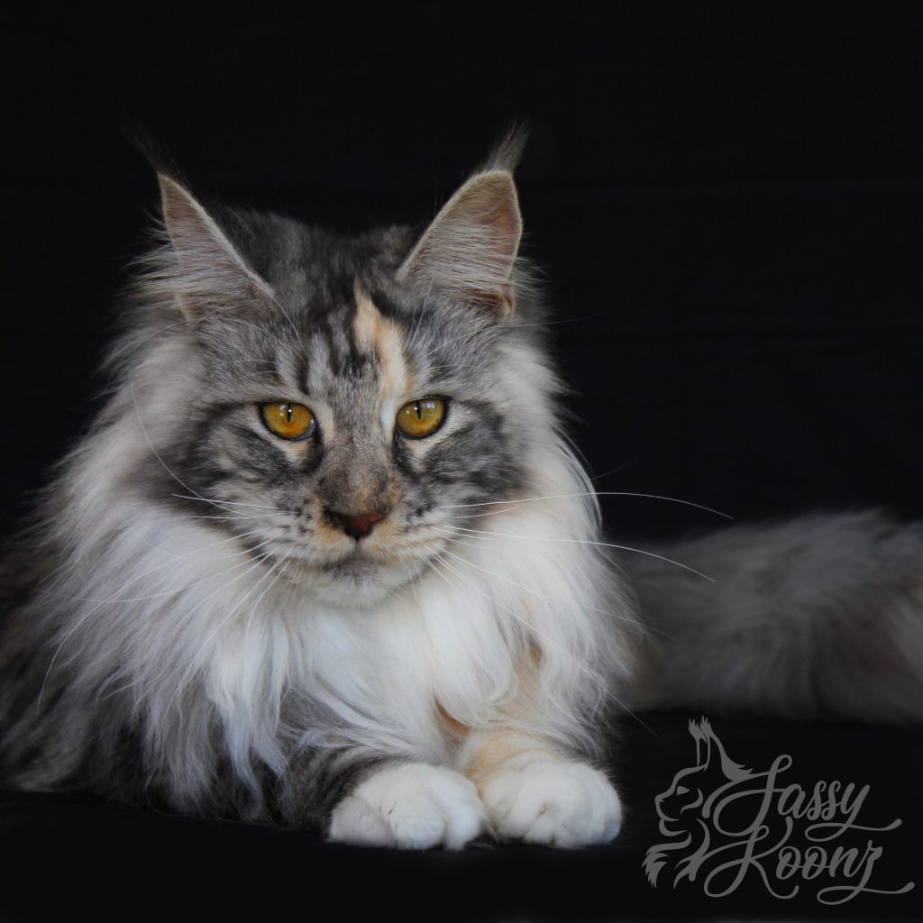 Big Hannibals Delilah ⋆ Sassy Koonz Maine Coon Cattery Beautiful Maine Coon Queen