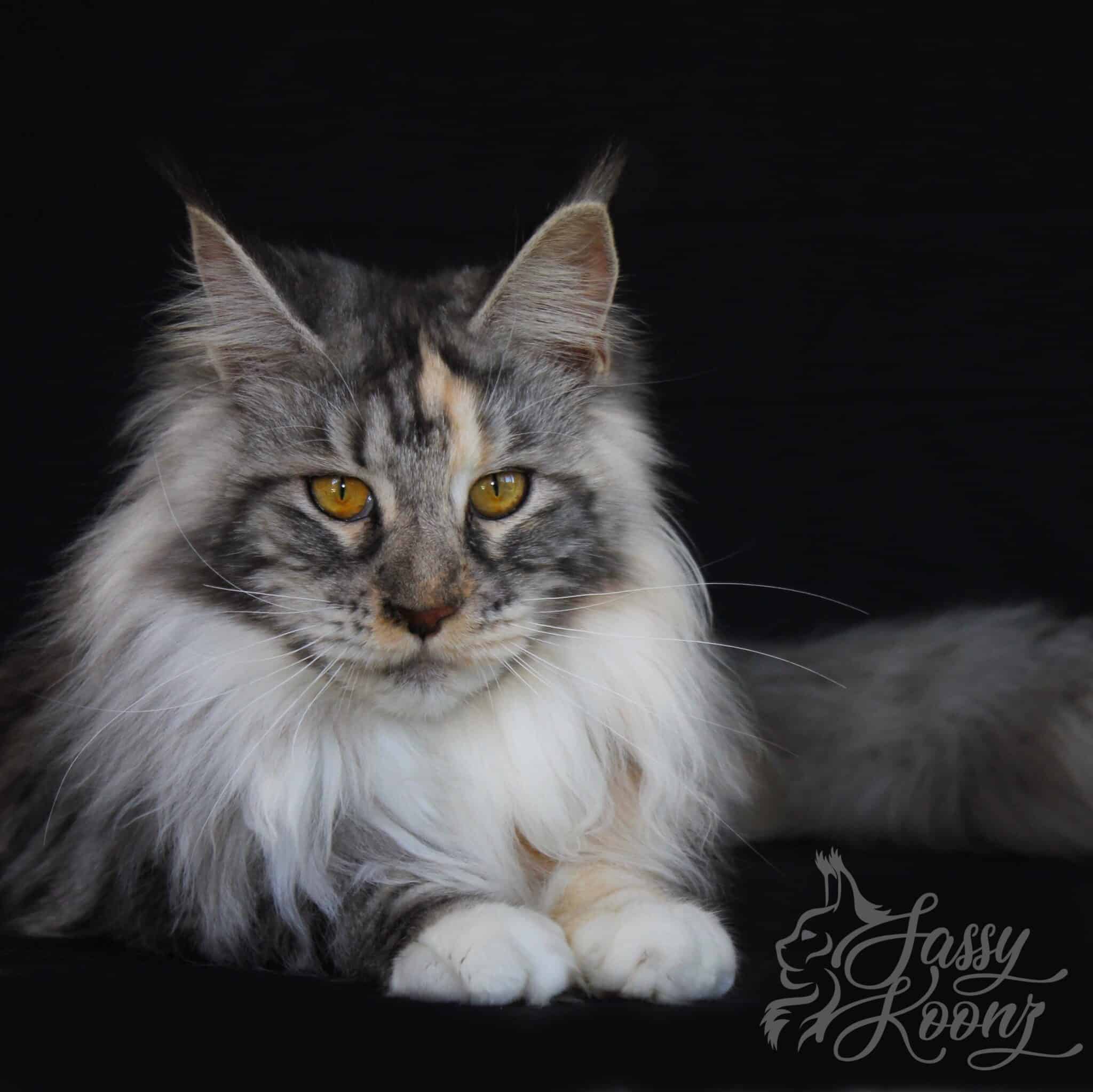 Big Hannibals Delilah ⋆ Sassy Koonz Maine Coon Cattery Beautiful Maine Coon Queen