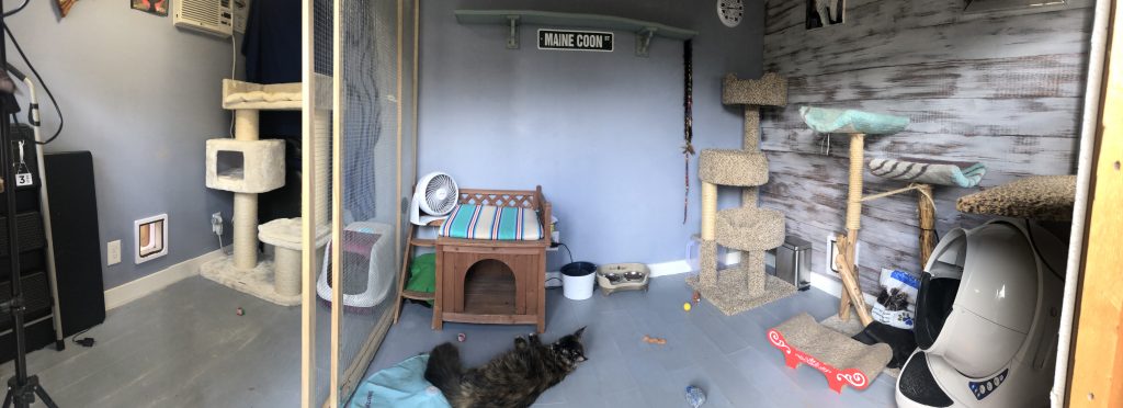 inside a maine coon cattery
