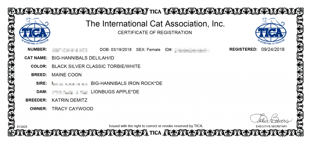 Delilah of Sassy Koonz TICA Registration ⋆ Sassy Koonz Maine Coon Cattery tica registration maine coon