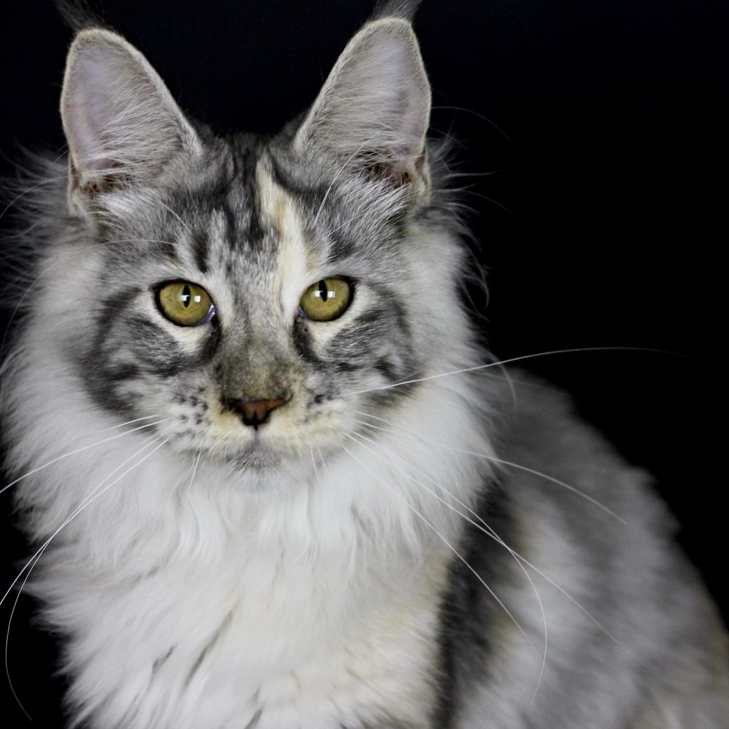 Should I Choose a Male or Female Maine Coon? ⋆ Sassy Koonz