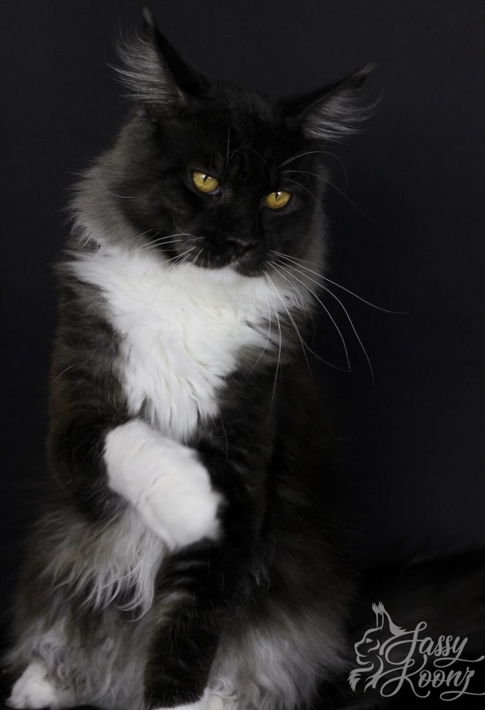 black smoke white maine coon
