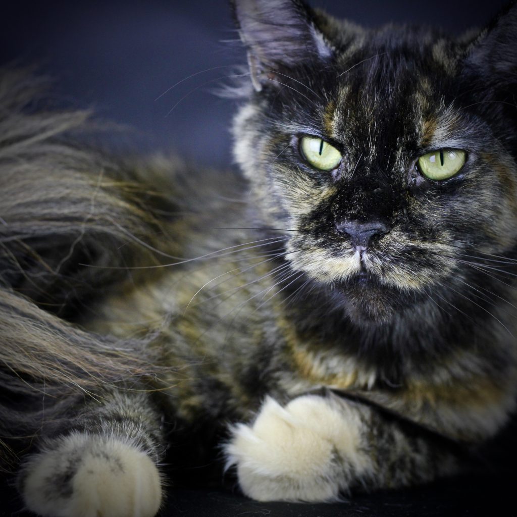 Ursula of Sassy Koonz ⋆ Sassy Koonz Maine Coon Cattery Maine coon cat for sale