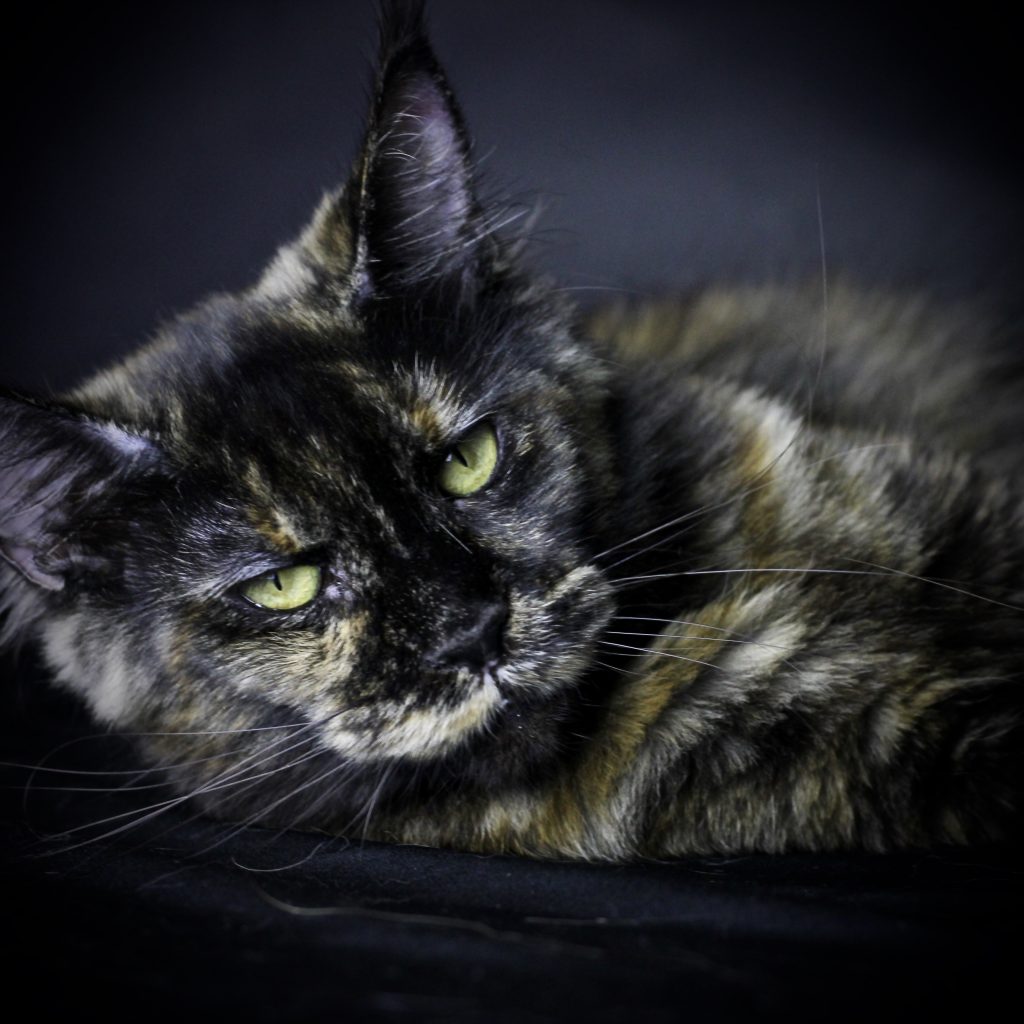 Ursula of Sassy Koonz ⋆ Sassy Koonz Maine Coon Cattery maine coon cats for sale