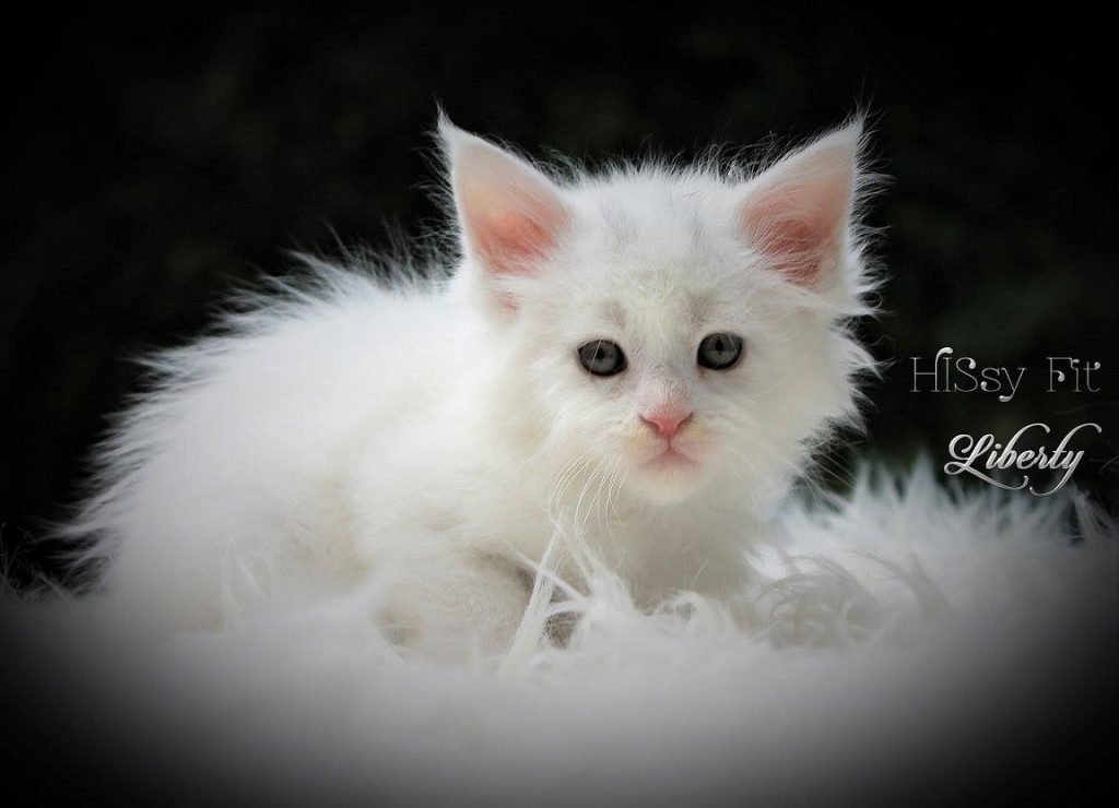 white maine coon kitten