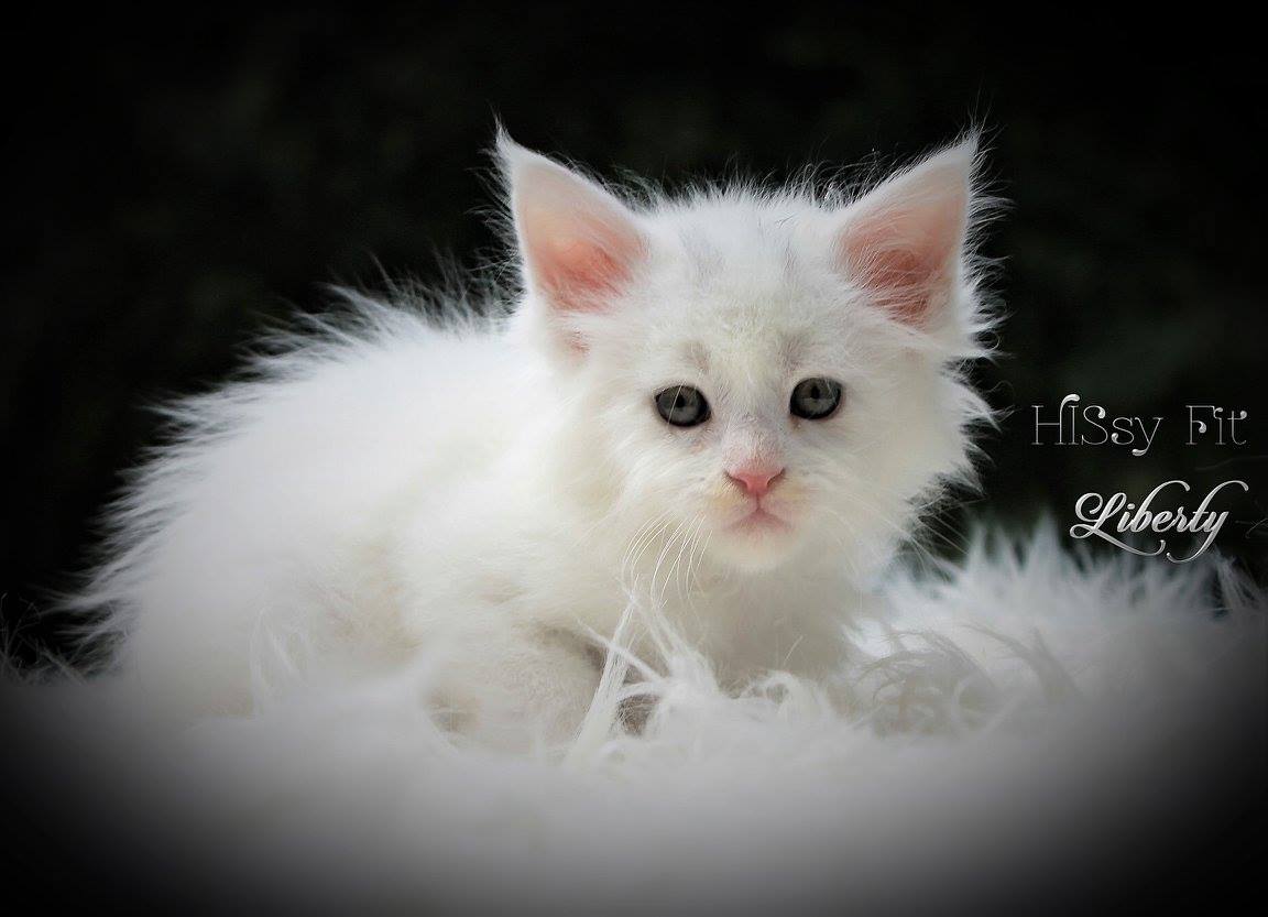white maine coon kittens