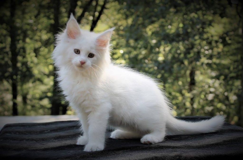 white maine coon