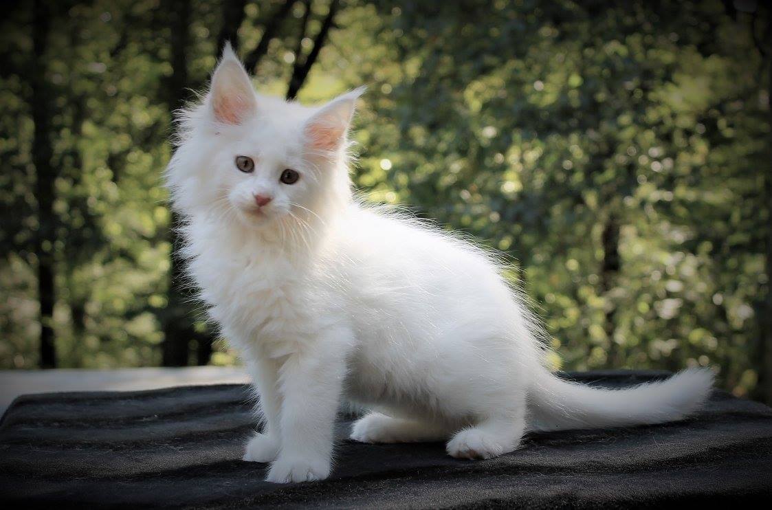 White Maine Coon - This Could Be The Coolest One Ever