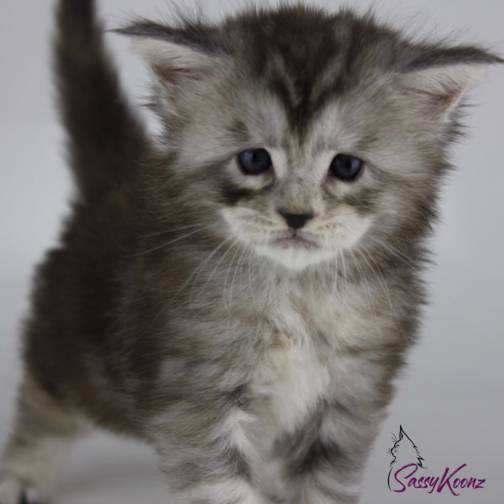 215F18DE-4737-484F-9279-0EBDC8CD30B1 ⋆ Sassy Koonz Maine Coon Cattery Clare Of Sassy Koonz cute maine coon kitten tail perky