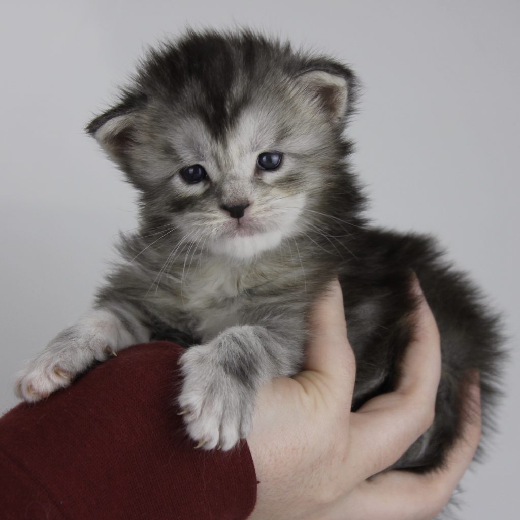 3B18D1FA-582C-420B-A313-D0B494BA0048 ⋆ Sassy Koonz Maine Coon Cattery Maine Coon kittens Jacksonville Florida 3 weeks old clare