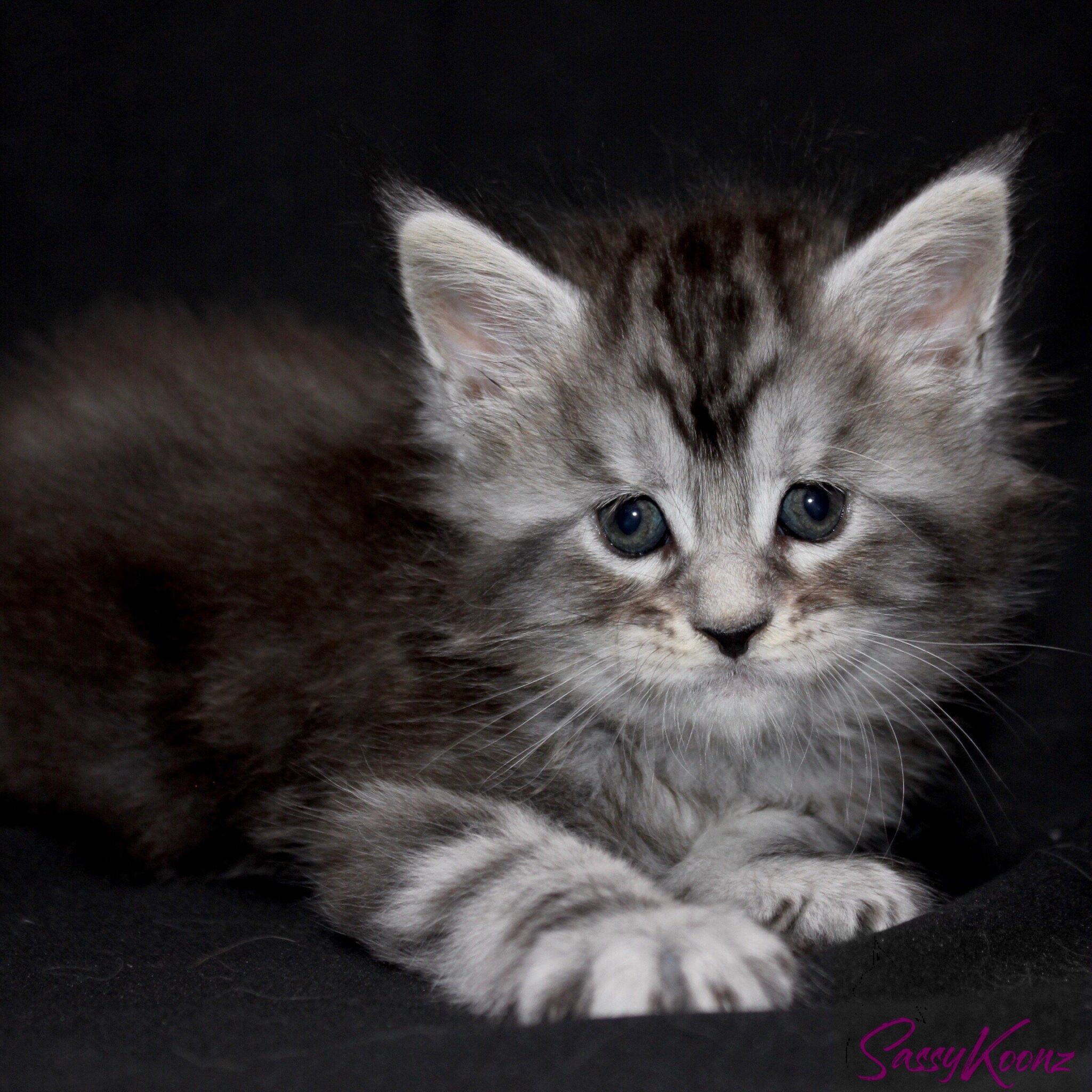 Maine Coon Kittens For Sale - Beautiful, Big And Healthy Babies