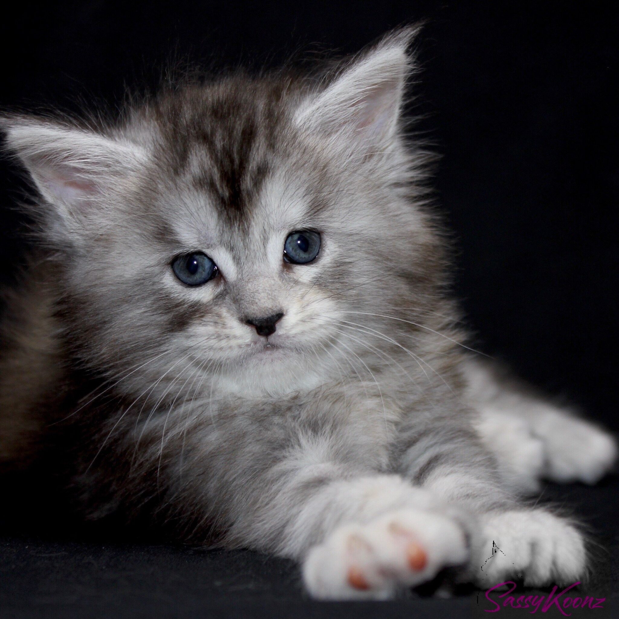 Maine Coon Kittens For Sale - Beautiful, Big And Healthy Babies