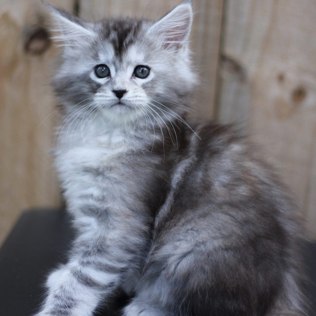 Clare Of Sassy Koonz at 7 Weeks Old ⋆ Sassy Koonz Maine Coon Cattery Clare Of Sassy koonz maine coon cattery
