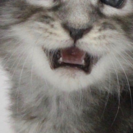 when do kittens get teeth