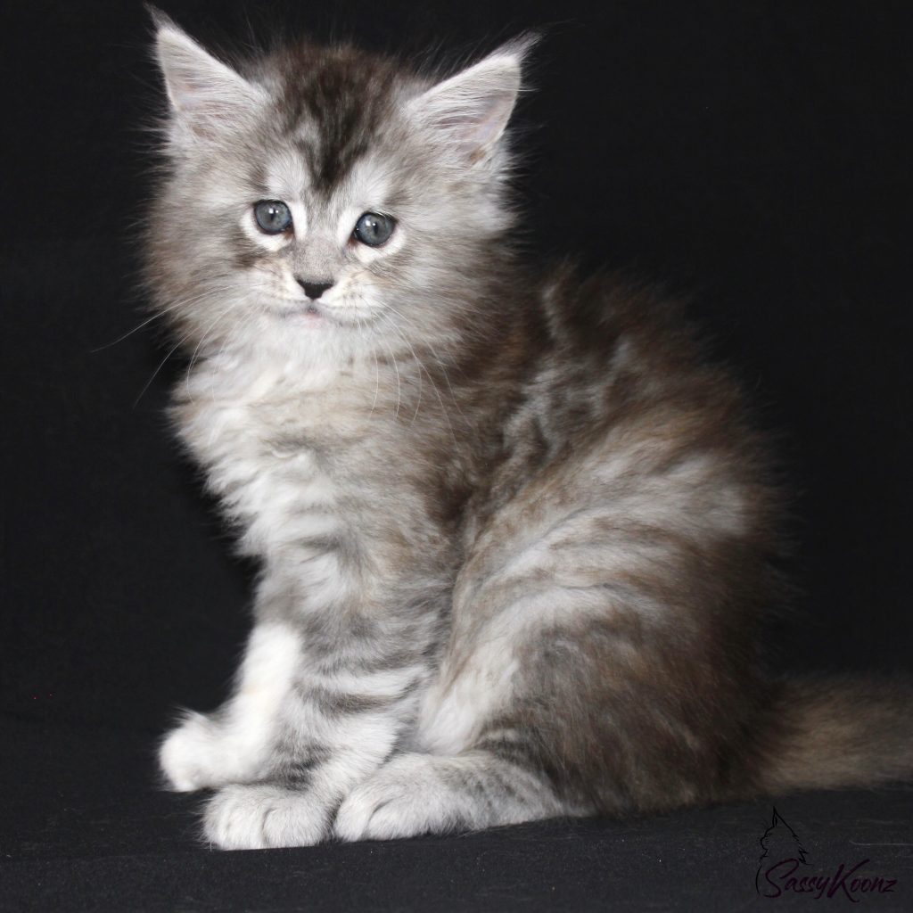 Clare of Sassy Koonz ⋆ Sassy Koonz Maine Coon Cattery maine coon kittens for sale pretty kitten black silver 6 weeks old