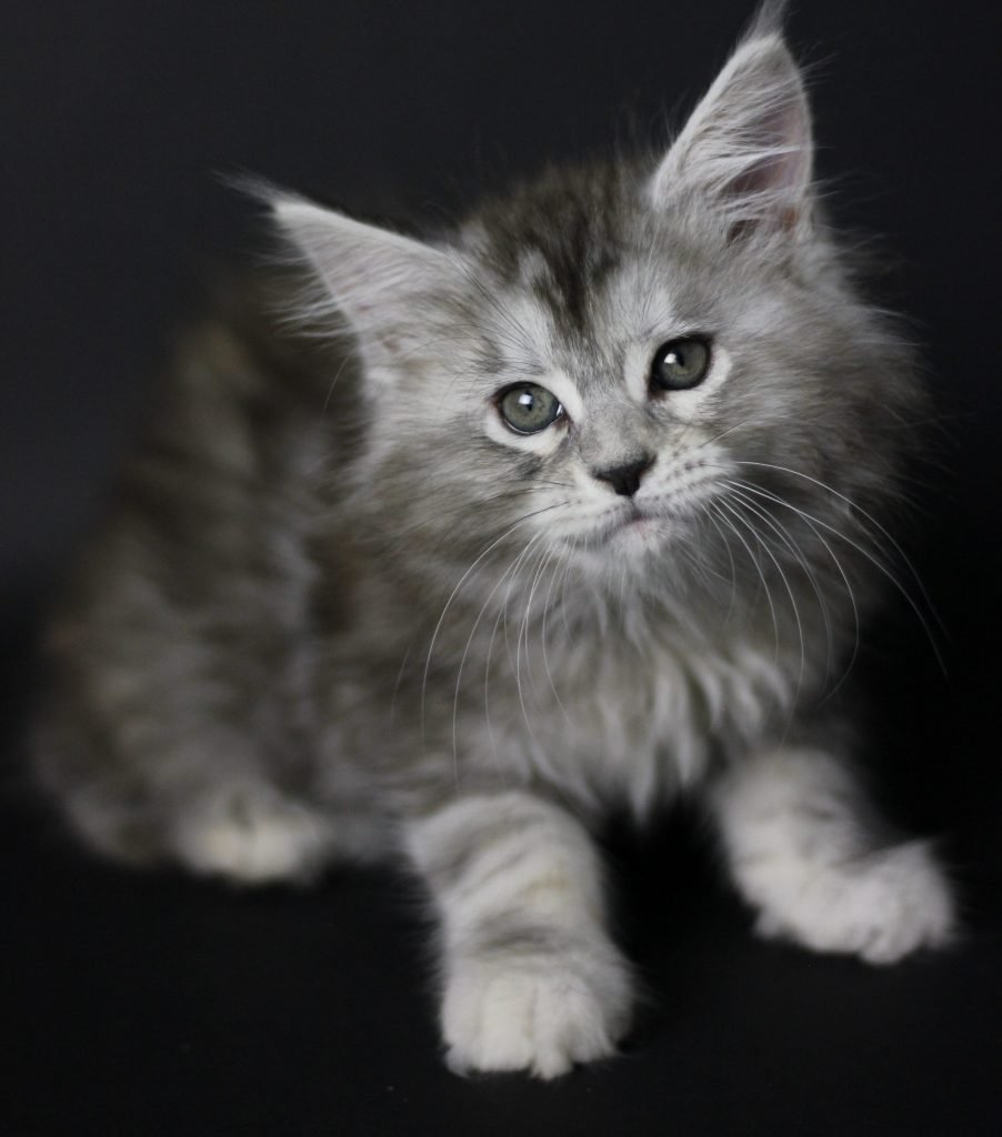 Clare of Sassy Koonz ⋆ Sassy Koonz Maine Coon Cattery black silver torbie maine coon kitten clare 8 weeks old