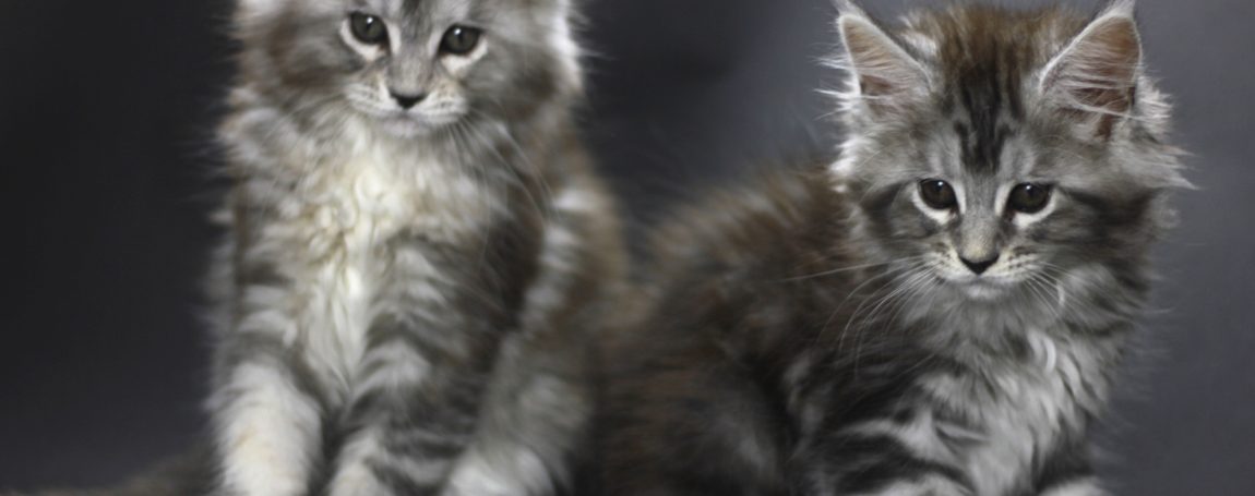 maine coon sisters