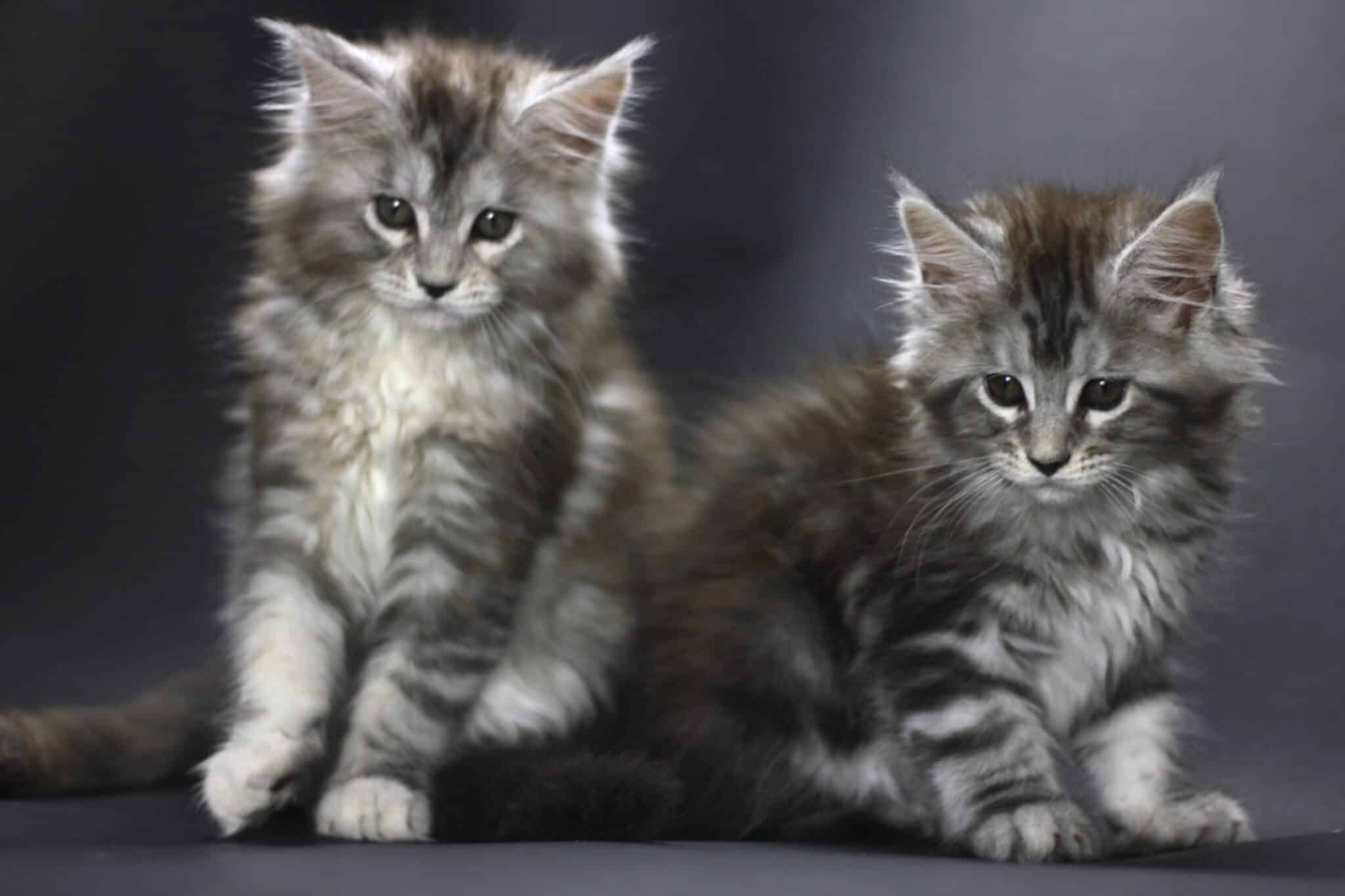 maine coon kitten