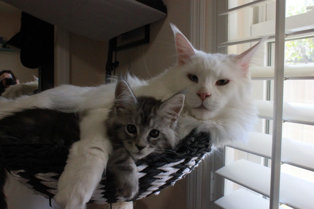 maine Coons are social