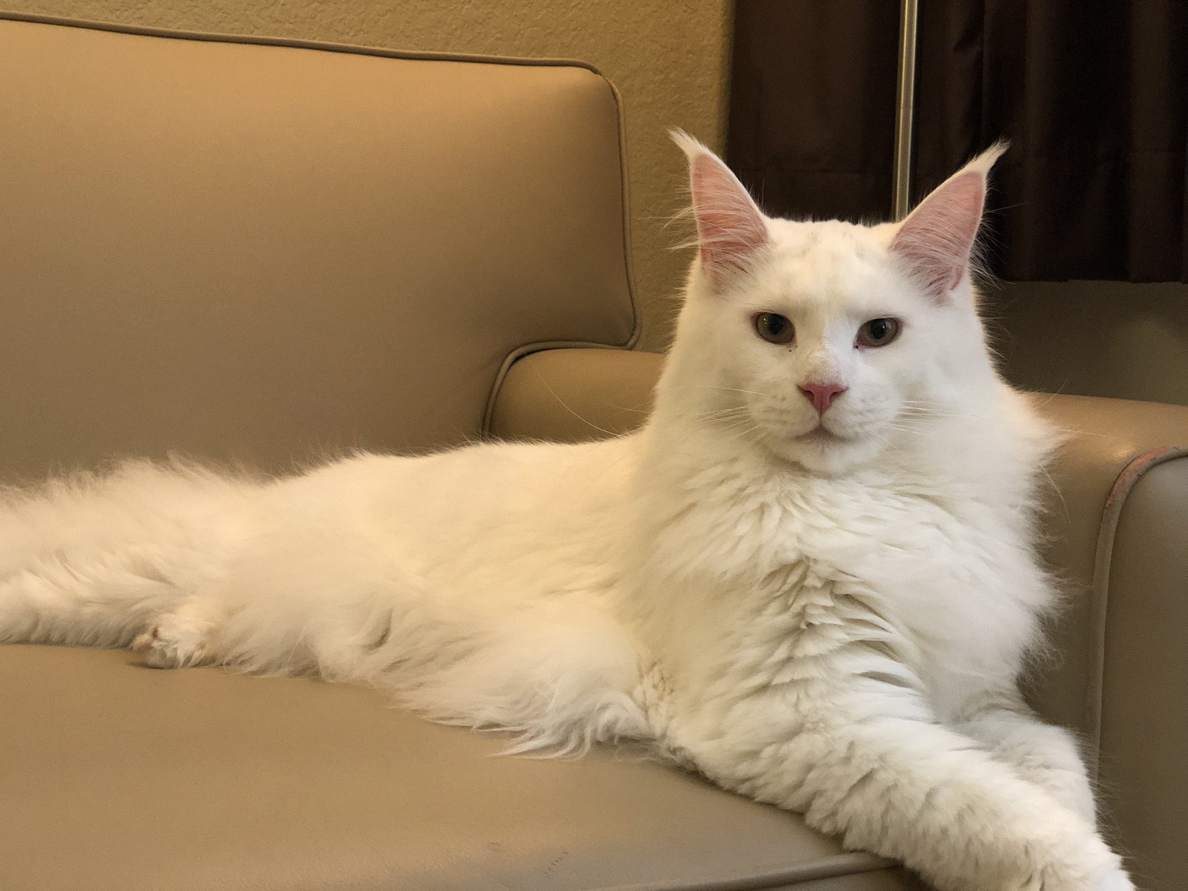 White Maine Coon - This Could Be The Coolest One Ever