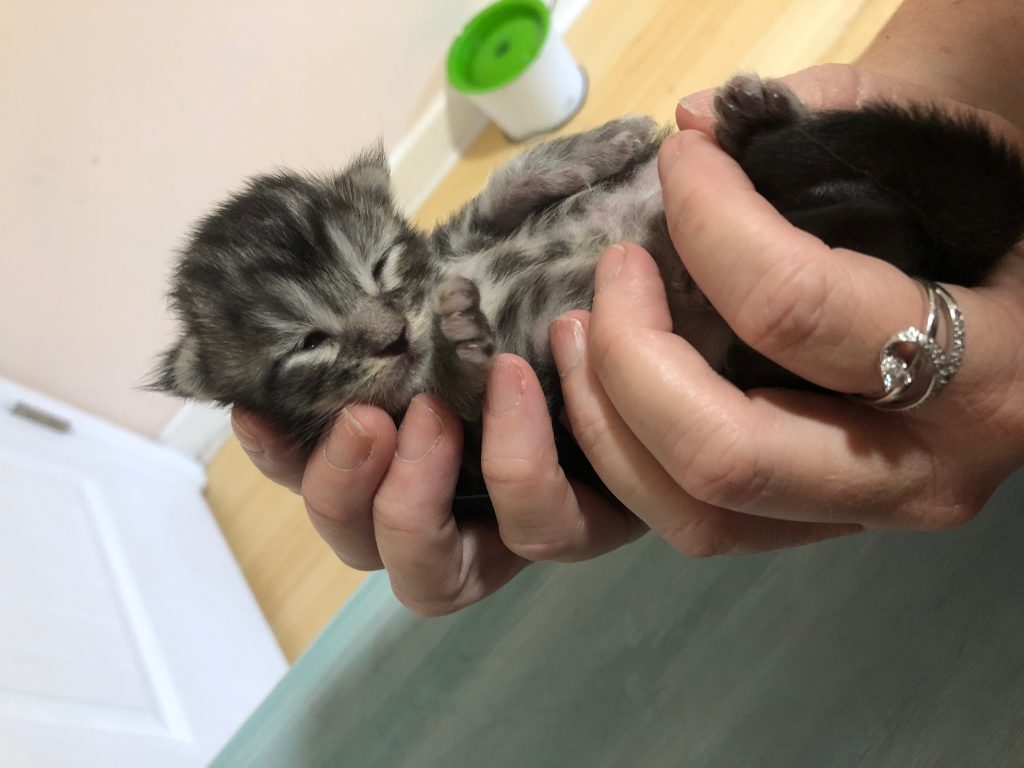 when do kittens eyes open